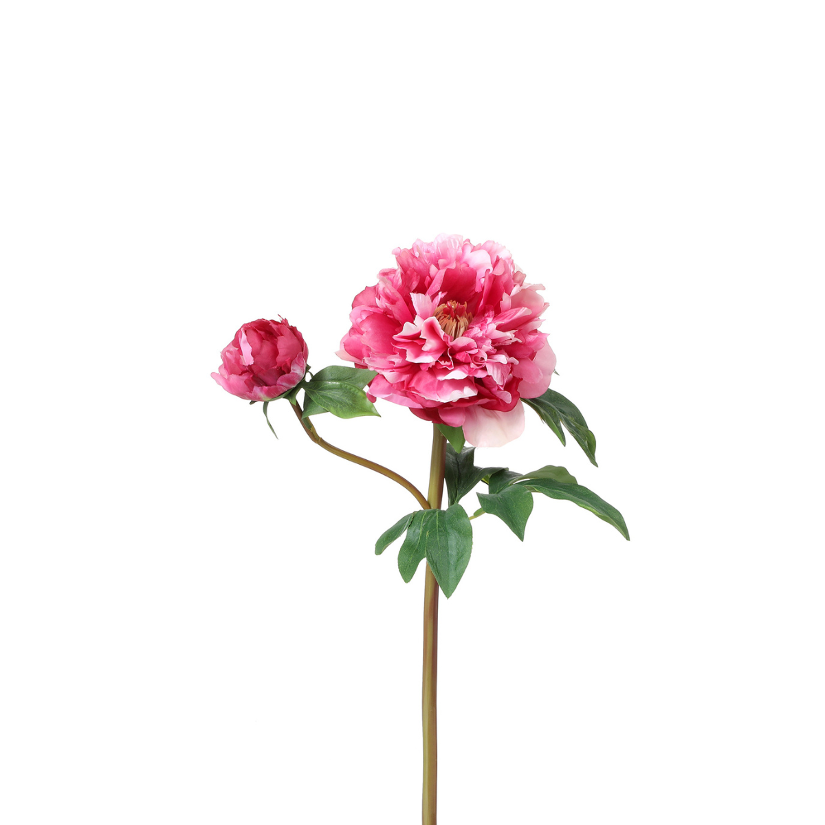 Tige de Pivoine