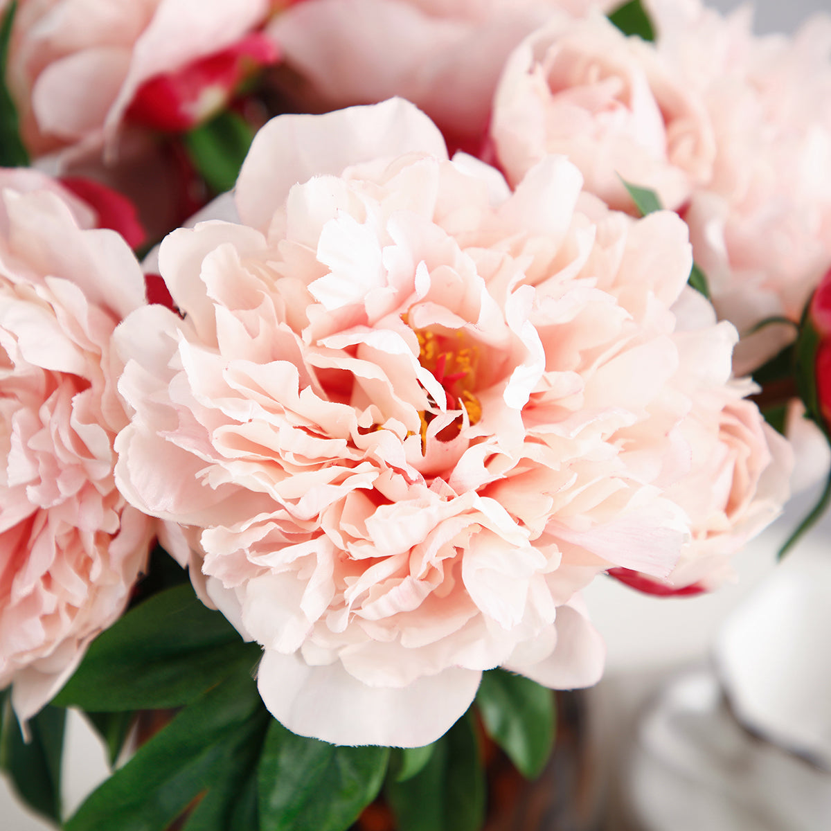 Tige de Pivoine