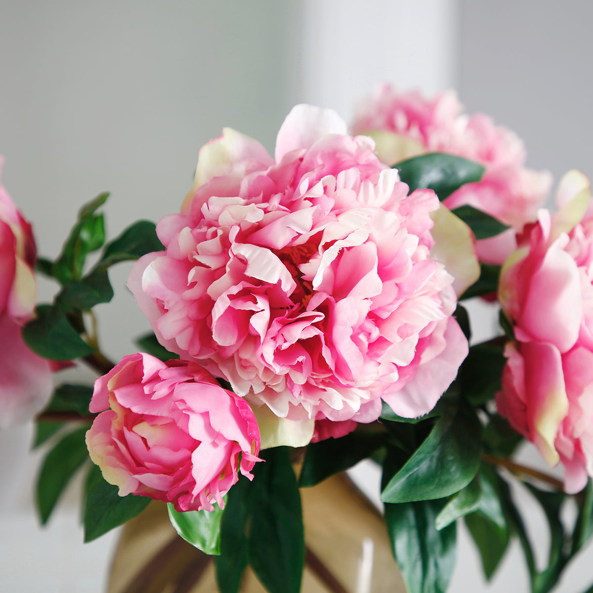 Tige de Pivoine
