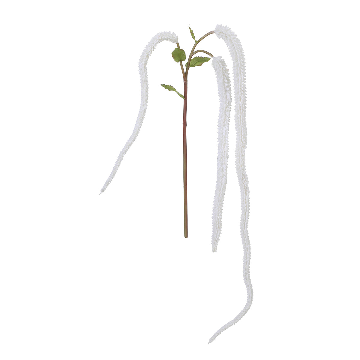 Feuillage tombant de Setaria