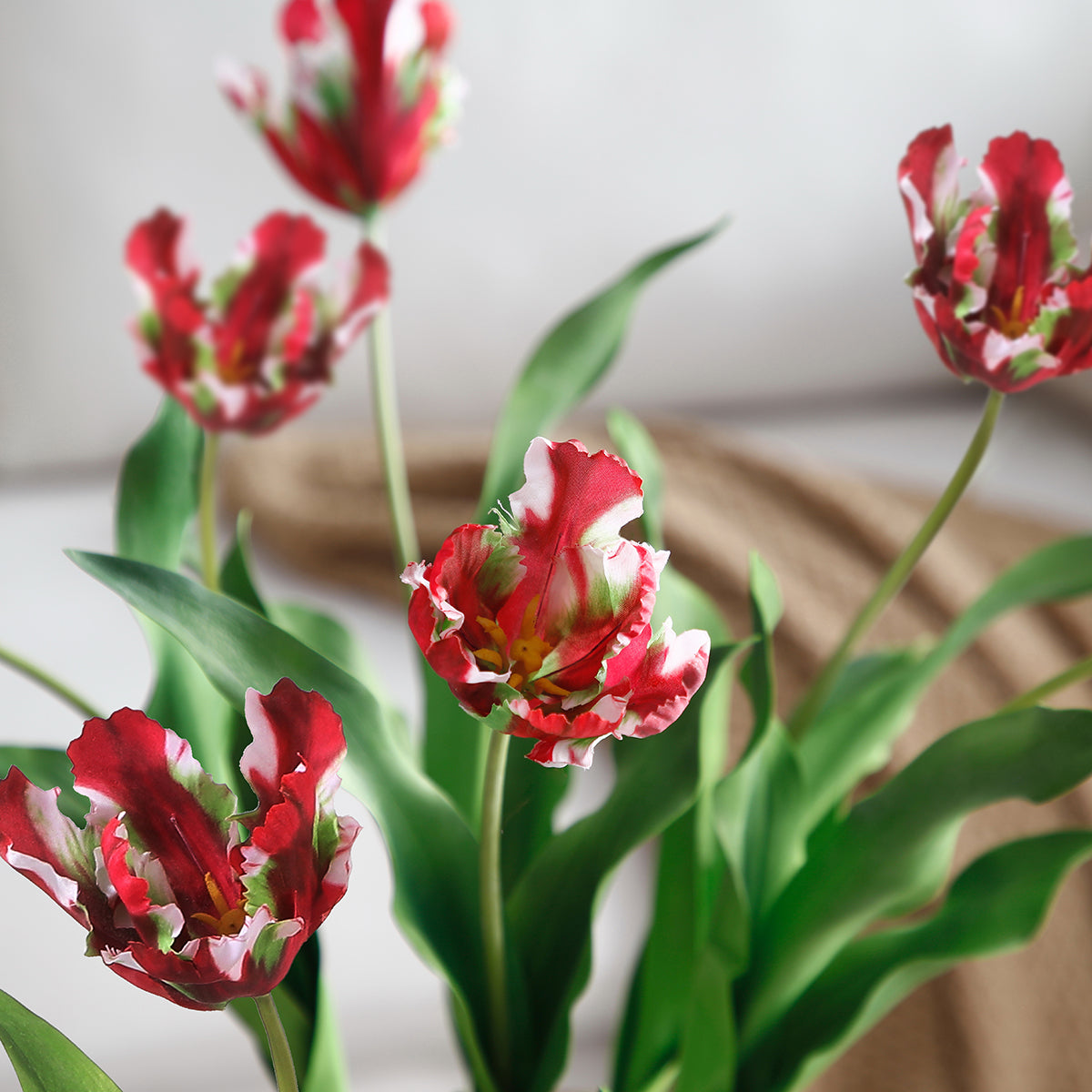 Tige de Tulipe Perroquet