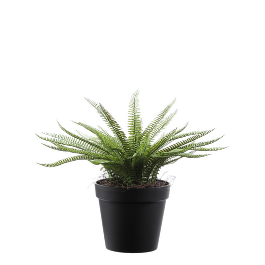 Arbuste Fougère en Pot