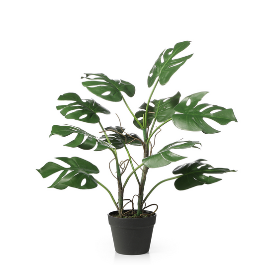 Monstera in vaso