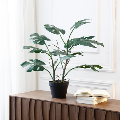 Monstera in vaso