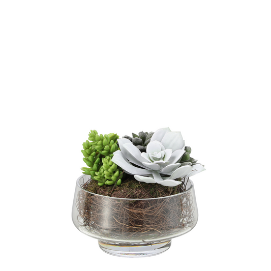 Composizione di piante grasse in vaso trasparente Grande formato