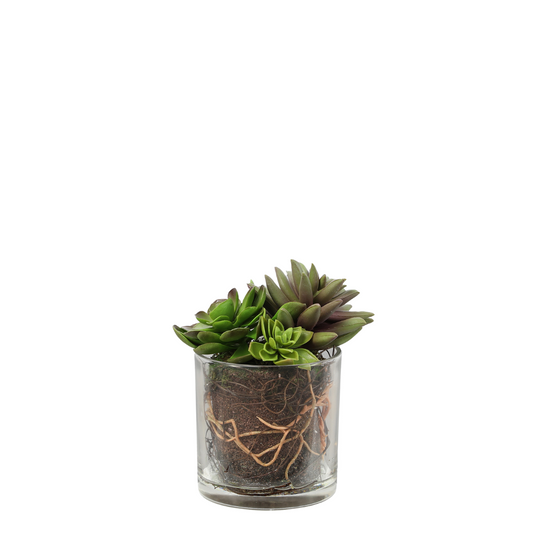 Composizione di piante grasse in vaso trasparente Petit Format