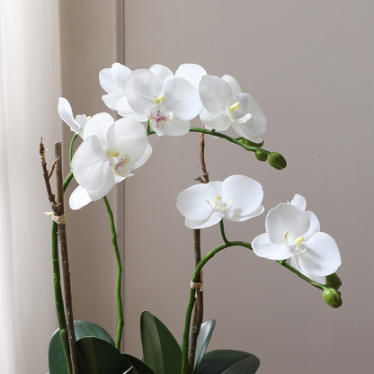 Composizione d'Orchidée Artificielle et de Succulentes