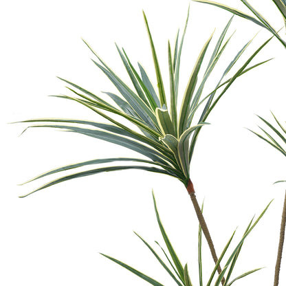 Arbre Yucca en Pot 155 cm