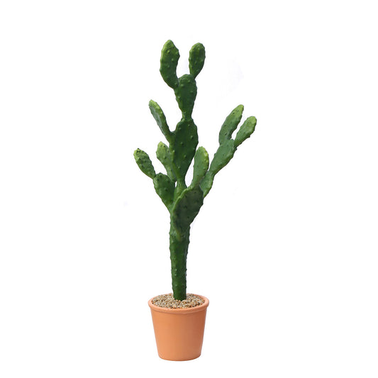 Cactus in vaso