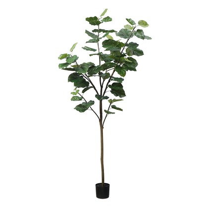 Arbre Ficus parapluie in vaso 210 cm