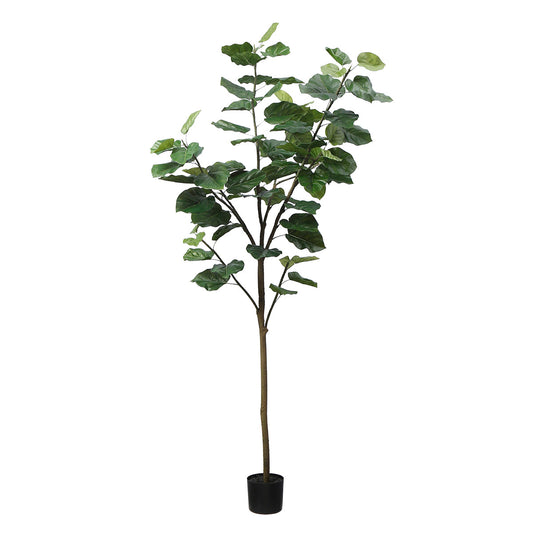 Arbre Ficus parapluie in vaso 210 cm