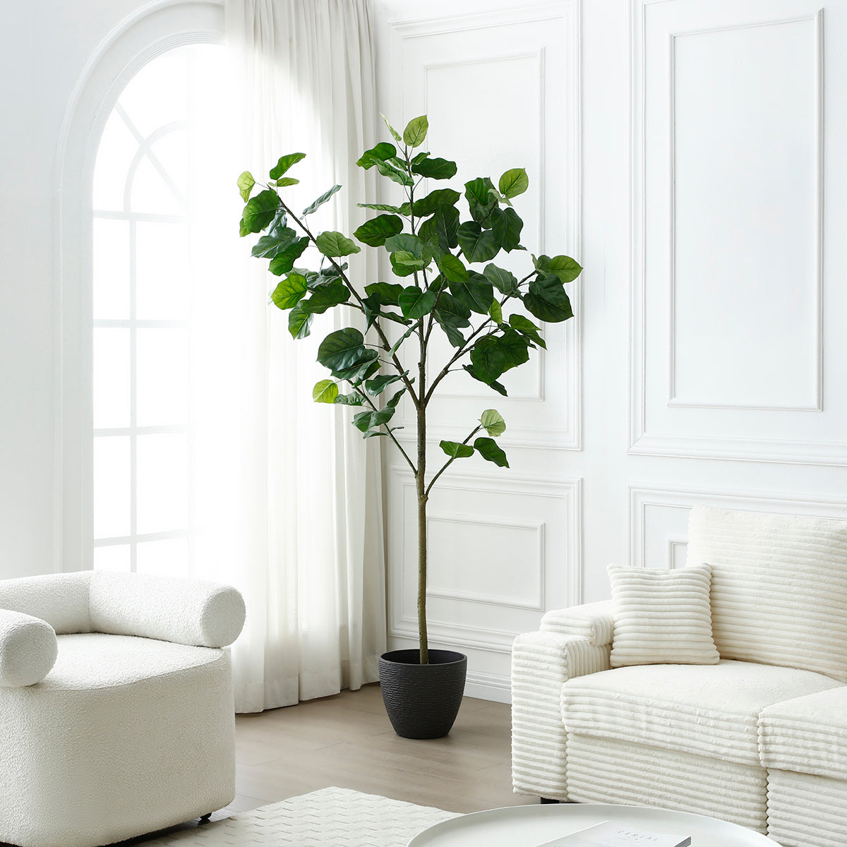 Arbre Ficus parapluie in vaso 210 cm