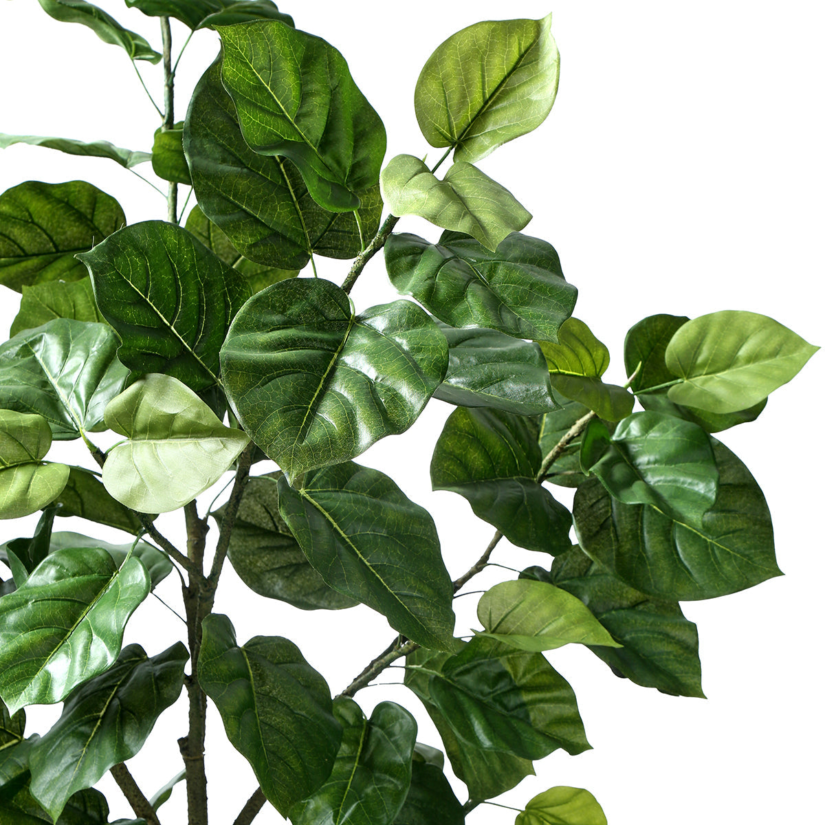 Arbre Ficus parapluie in vaso 210 cm