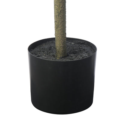 Arbre Ficus parapluie in vaso 210 cm