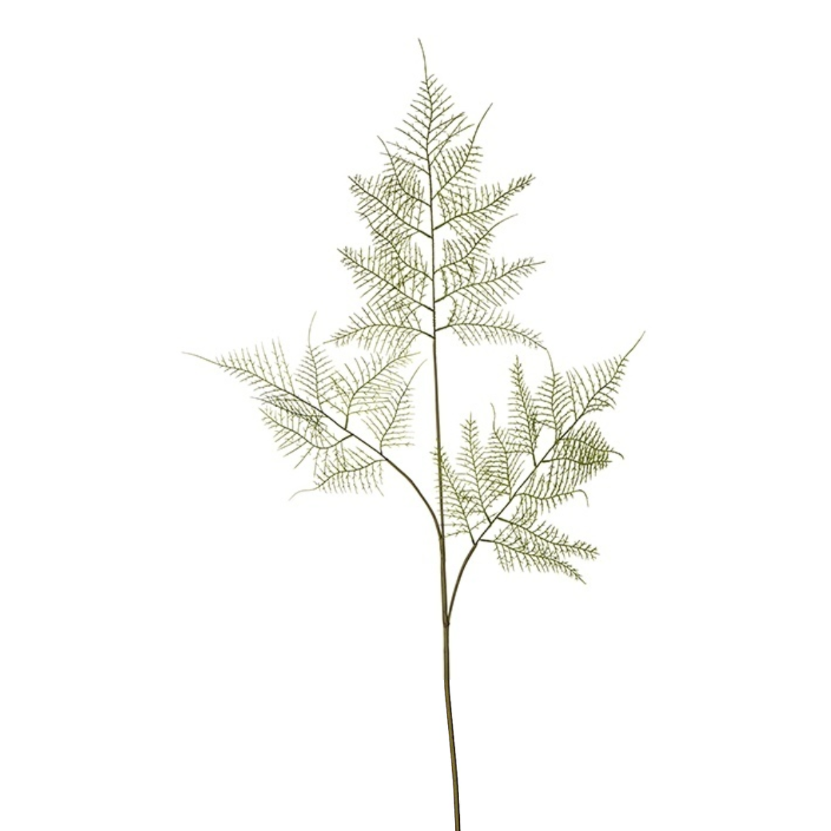 Fogli di asparagi