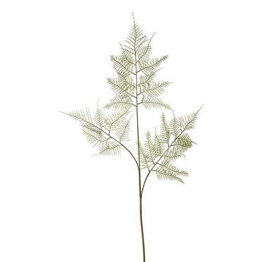 Fogli di asparagi