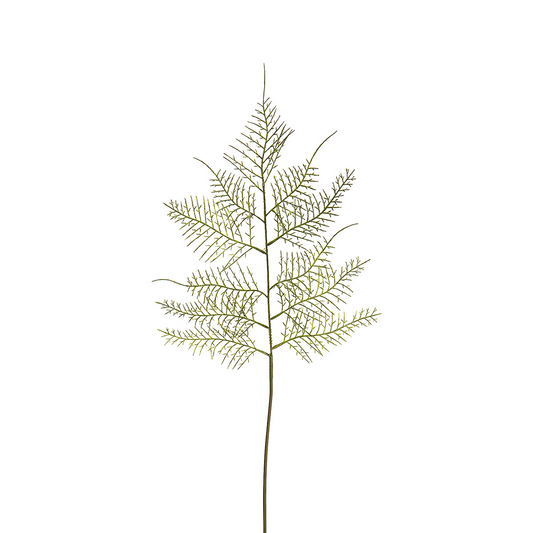 Fogli di asparagi