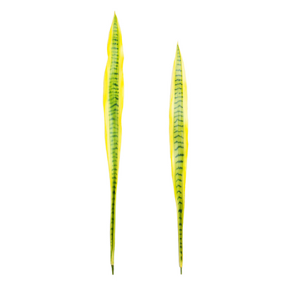 Foglie di Sansevieria