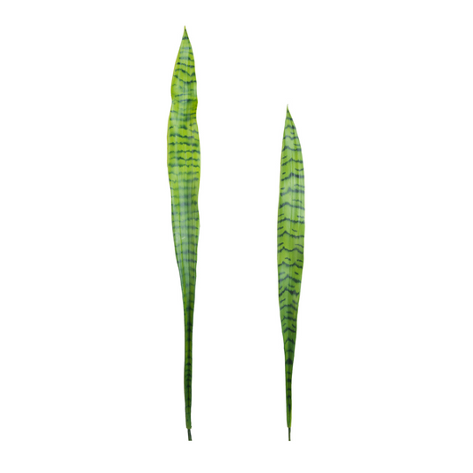 Foglie di Sansevieria