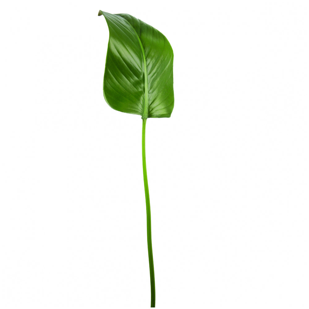 Foglio di Strelitzia