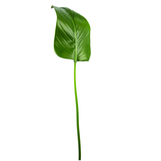 Foglio di Strelitzia