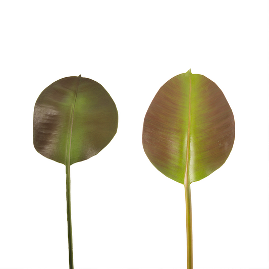 Foglie di Ficus