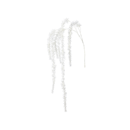 Branche de Pin enneigée