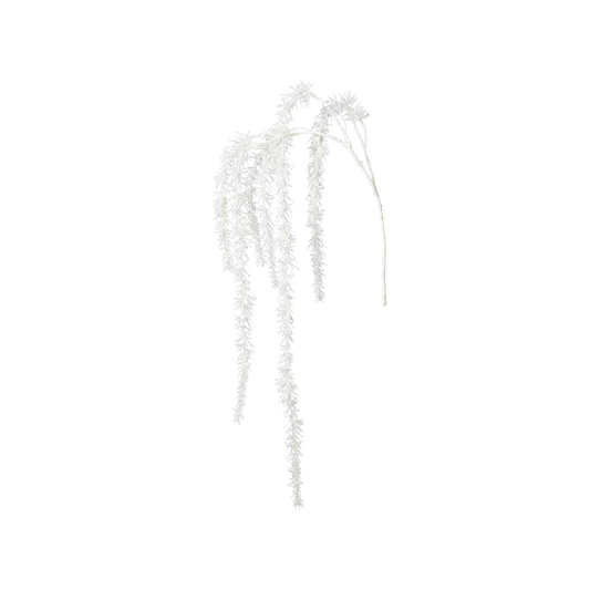Branche de Pin enneigée
