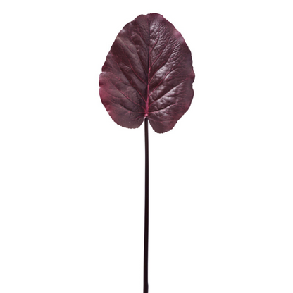 Feuille de Galax