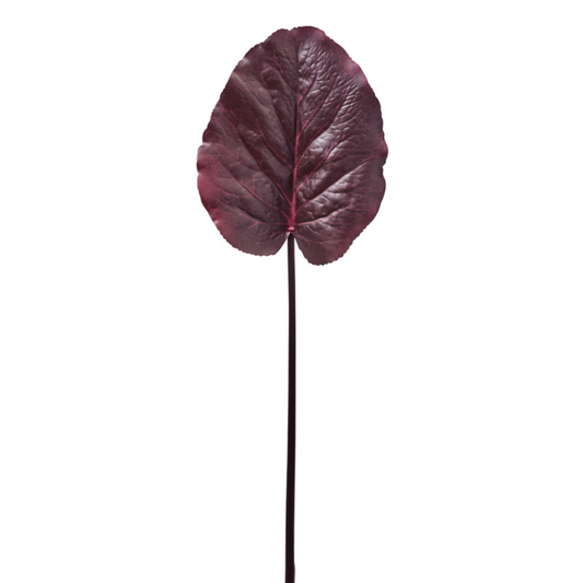 Feuille de Galax