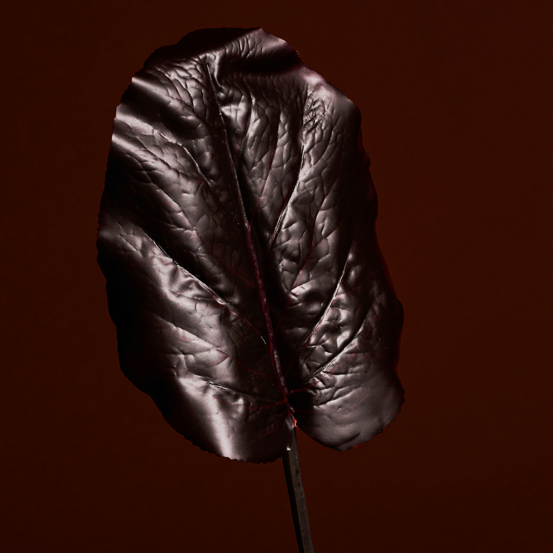 Feuille de Galax