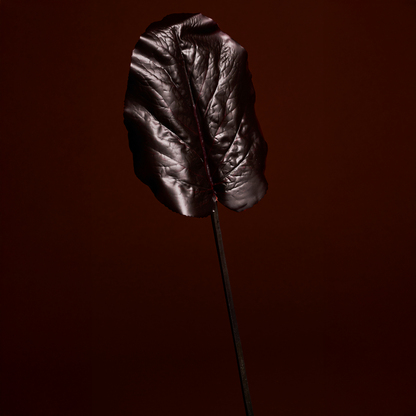 Feuille de Galax