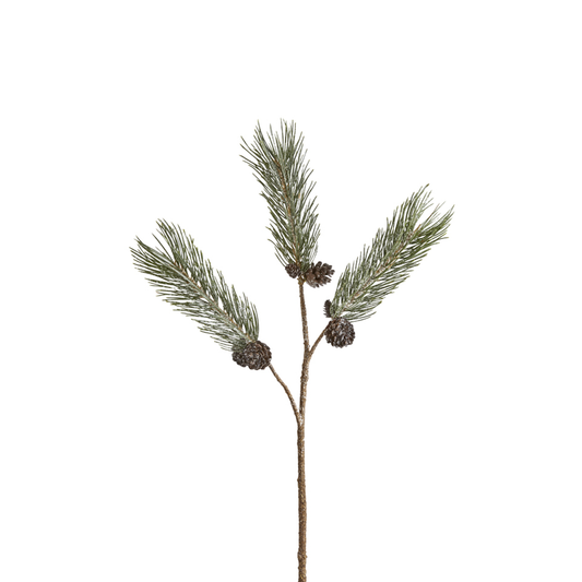 Branche de Pin enneigée