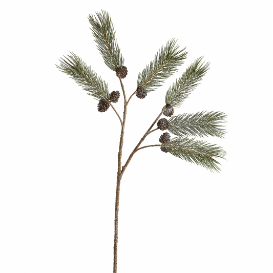 Branche de Pin enneigée