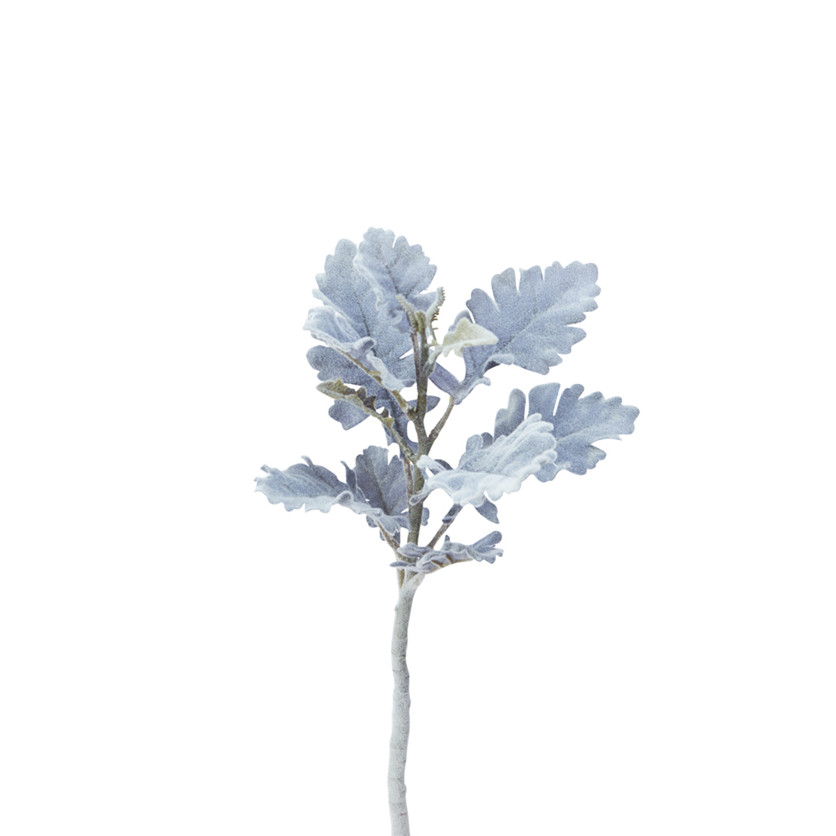 Foglio Dusty Miller