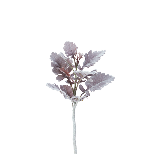 Foglio Dusty Miller
