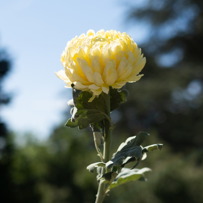 Tige de Chrysanthème Mum