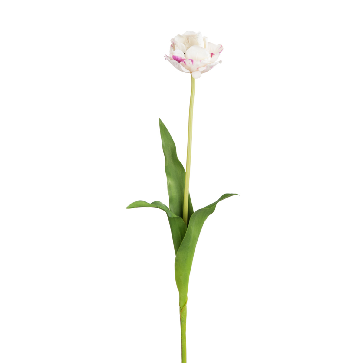 Tige de Tulipe double