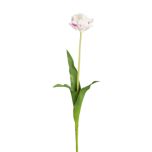 Tige de Tulipe double