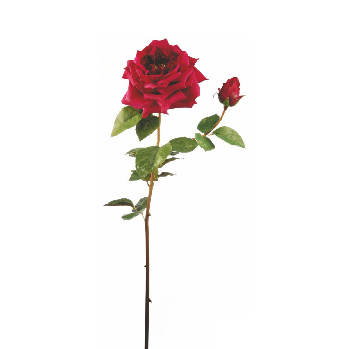 Tige de Rose David ouverte