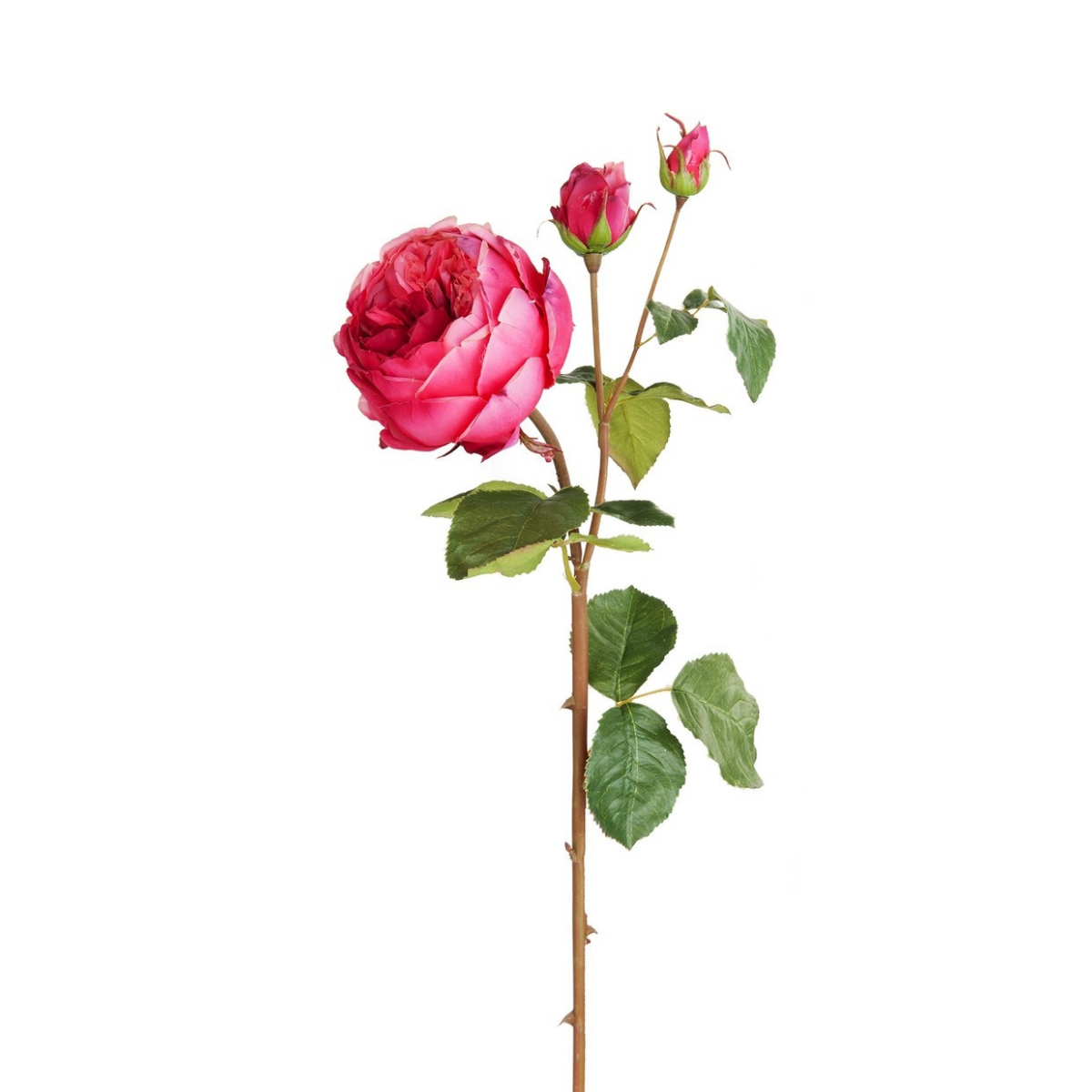 Tige de Rose David fermée