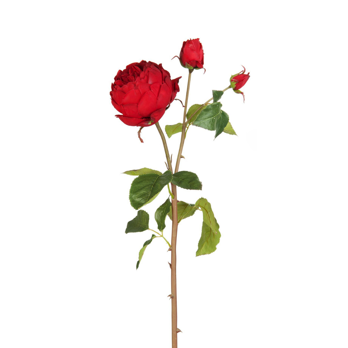 Tige de Rose David fermée