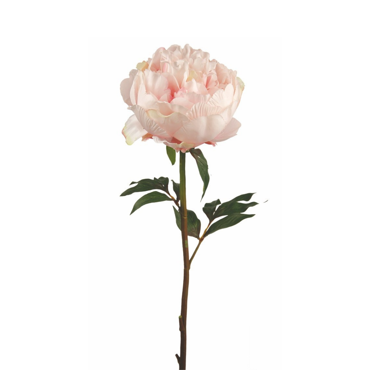 Tige de Pivoine ferma Paloma