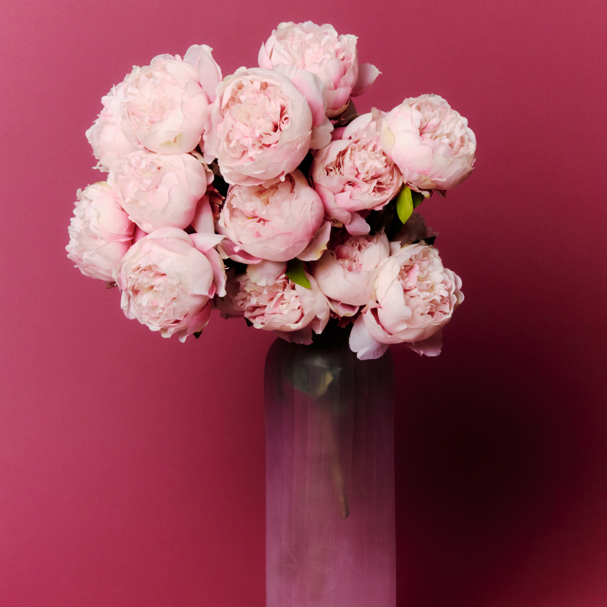 Tige de Pivoine ferma Paloma
