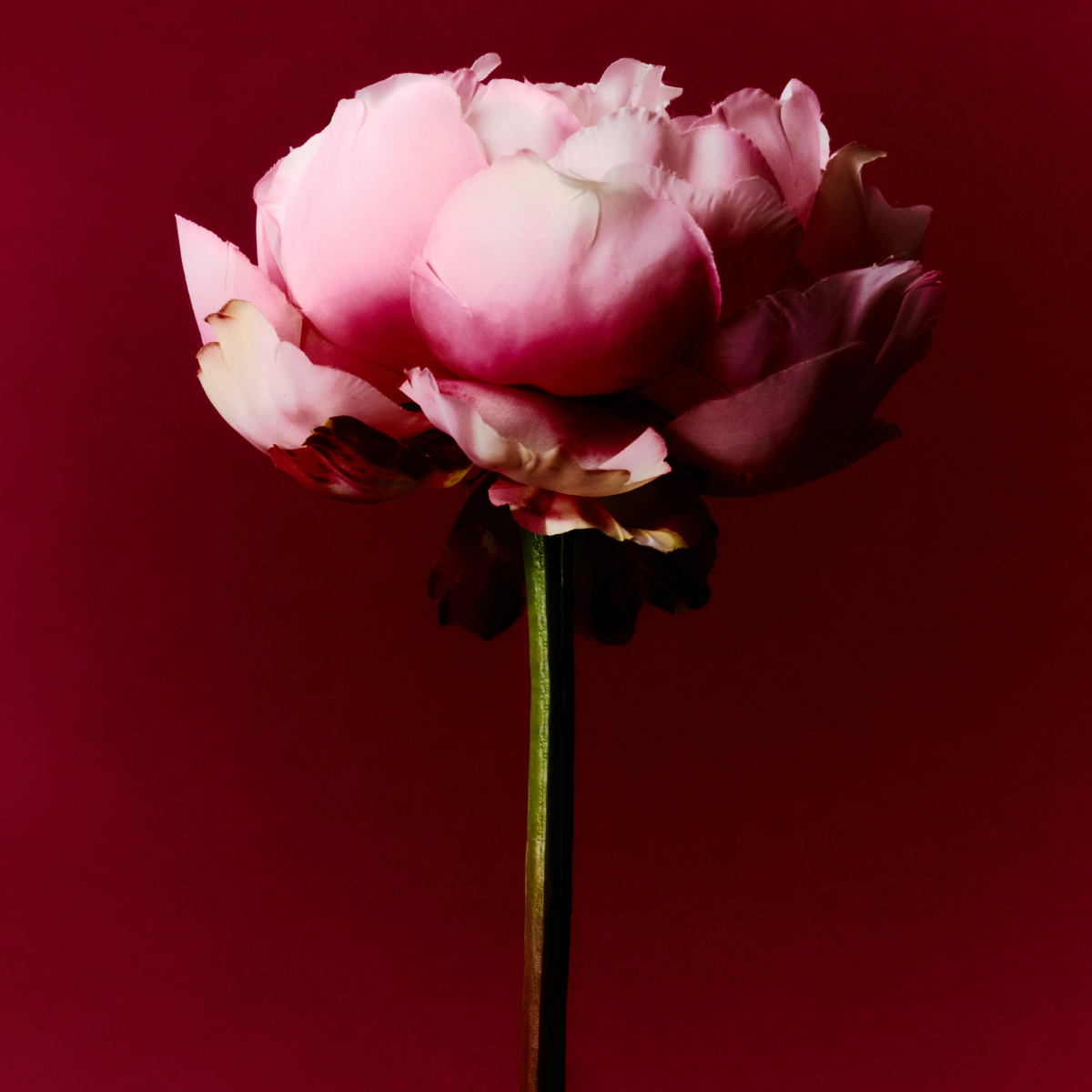 Tige de Pivoine ferma Paloma