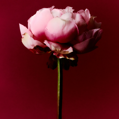 Tige de Pivoine ferma Paloma