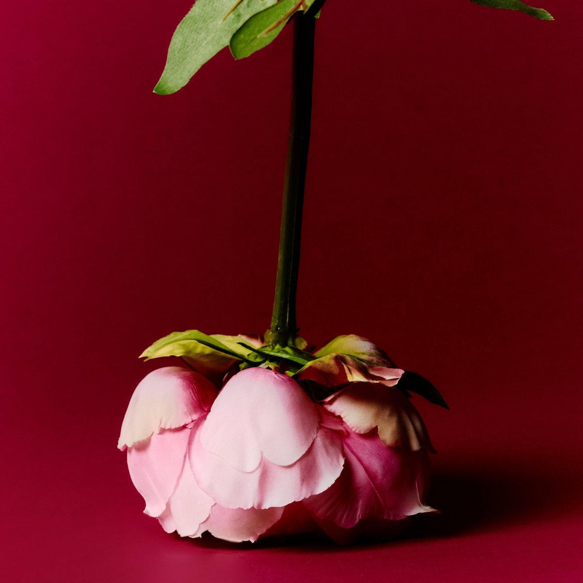 Tige de Pivoine ferma Paloma