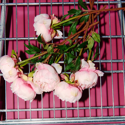 Tige de Pivoine ferma Paloma