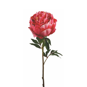 Tige de Pivoine ferma Paloma