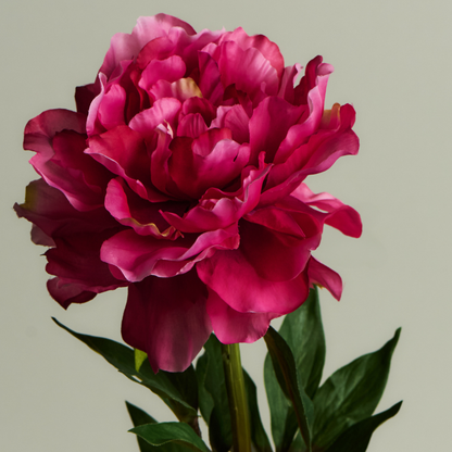Tige de Pivoine ferma Paloma